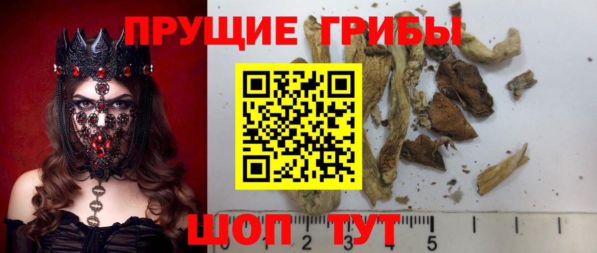 Глазов  Псилоцибиновые грибы MAGIC MUSHROOMS  Вход с VPN 